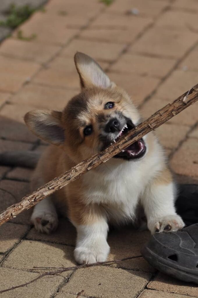 Os cachorros bravos indicam coisas ruins nos sonhos?