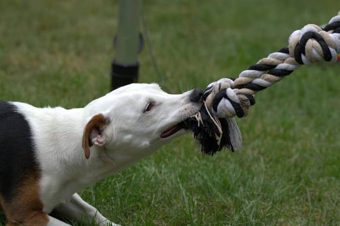 5 Significados de sonhar com um cachorro que é bravo