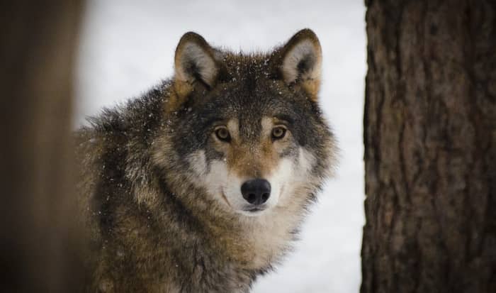 Um lobo indica sorte ou azar no jogo?