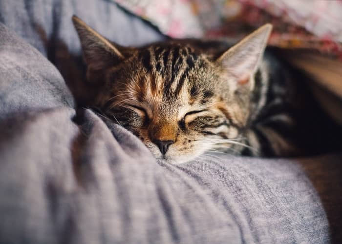 Um gato ou gata indica sorte ou azar no jogo?