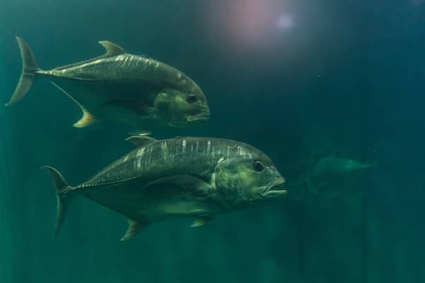 Peixes nadando